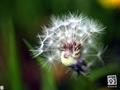 Dandelion,Blowballs,clocks,Kukraundha